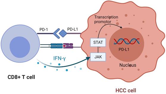 Int J Biol Sci Image