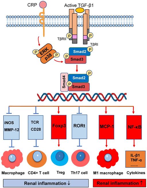 Int J Biol Sci Image