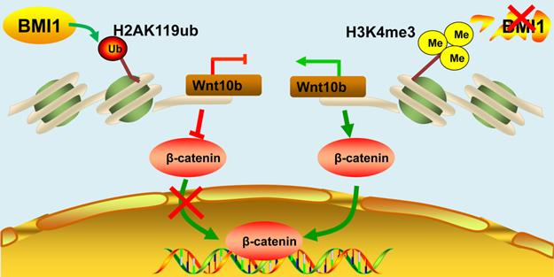 Int J Biol Sci Image