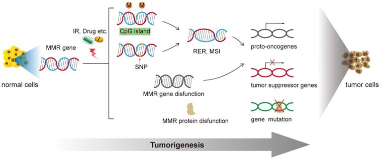 Int J Biol Sci Image