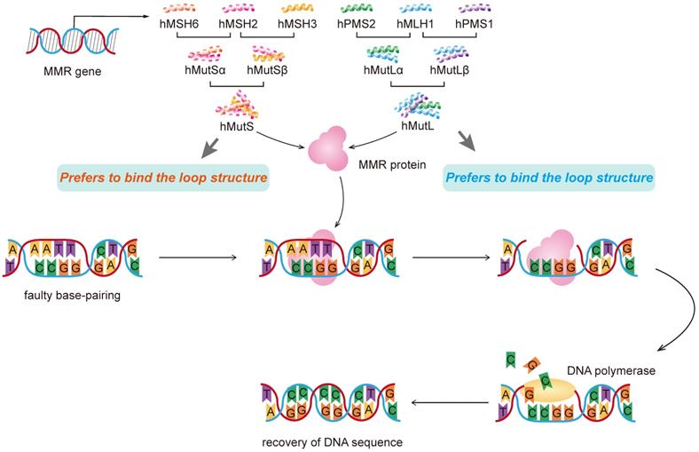 Int J Biol Sci Image