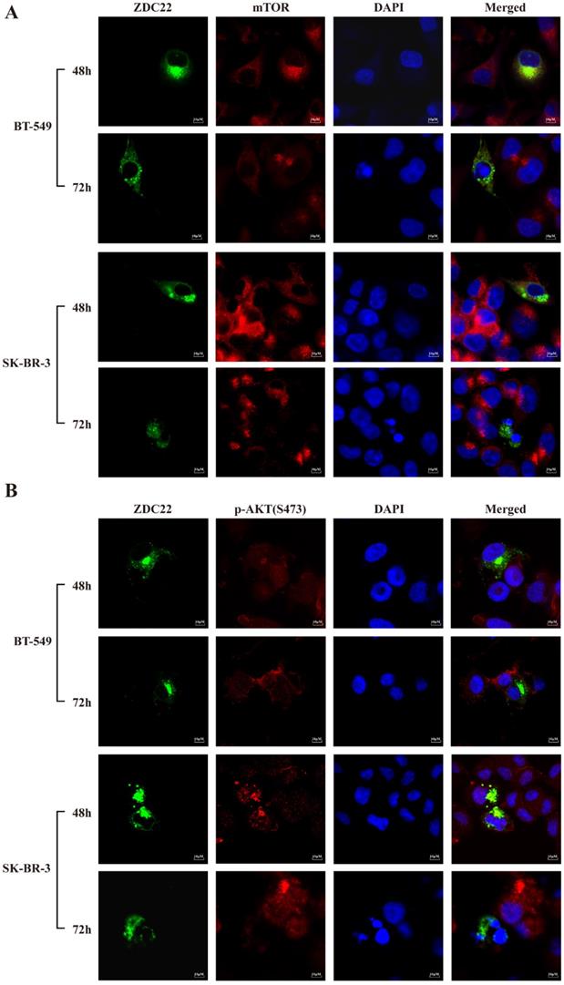 Int J Biol Sci Image