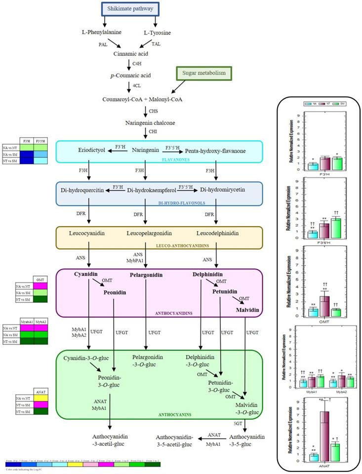 Int J Biol Sci Image