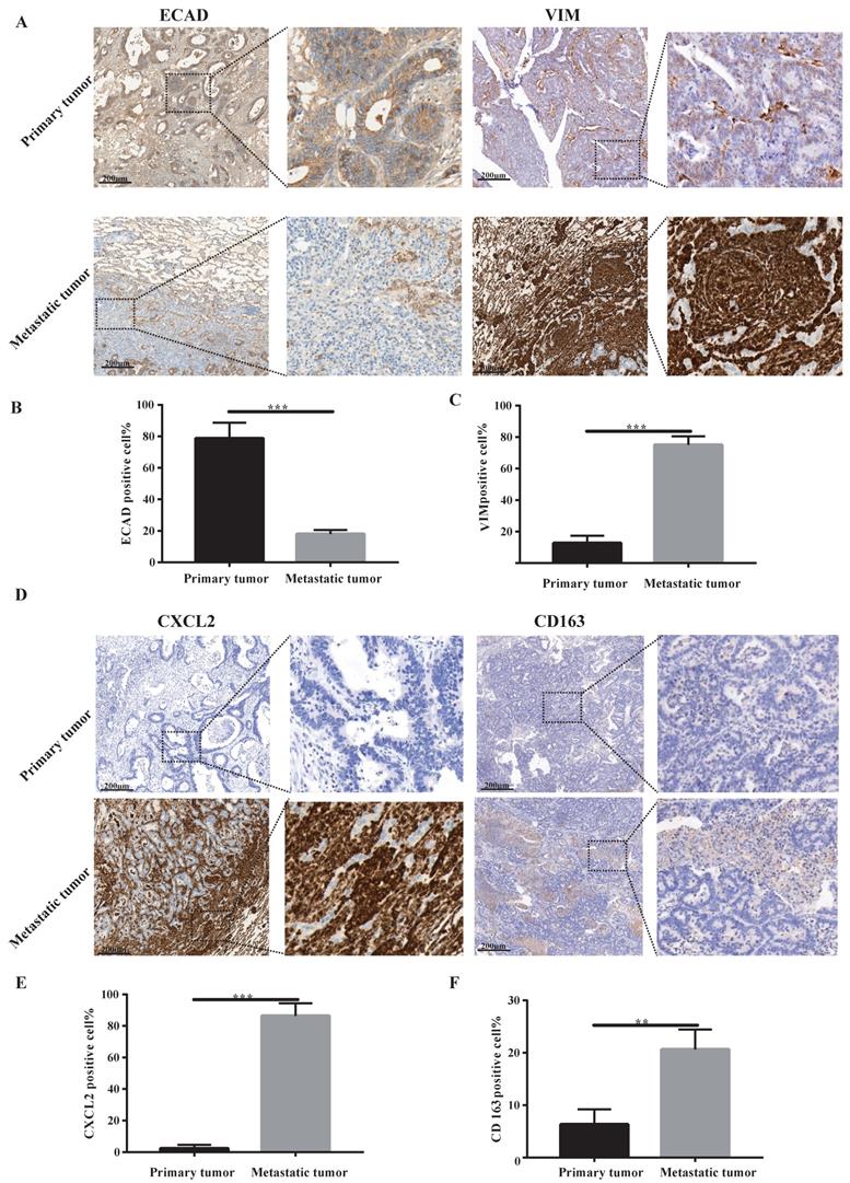 Int J Biol Sci Image