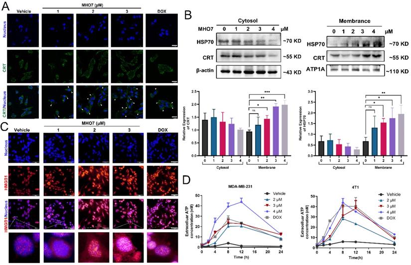 Int J Biol Sci Image