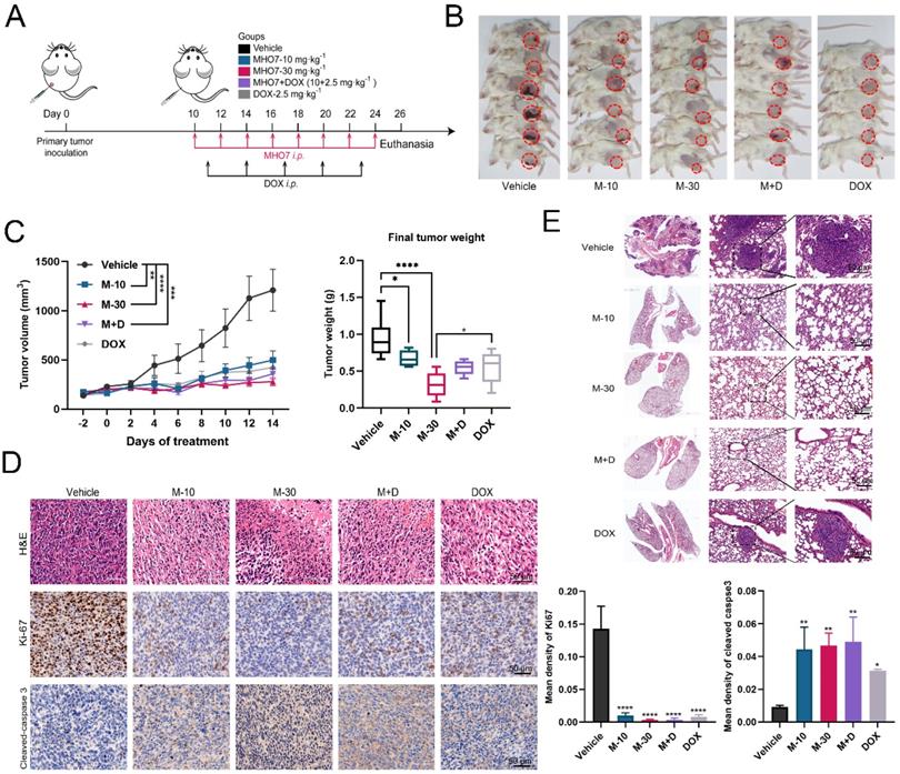 Int J Biol Sci Image