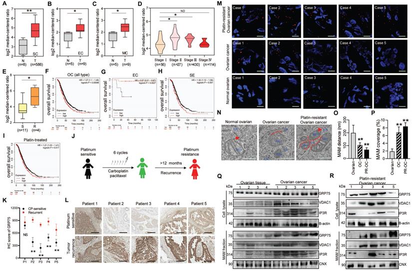 Int J Biol Sci Image