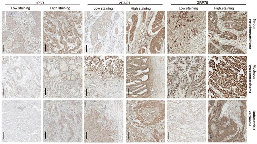 Int J Biol Sci Image