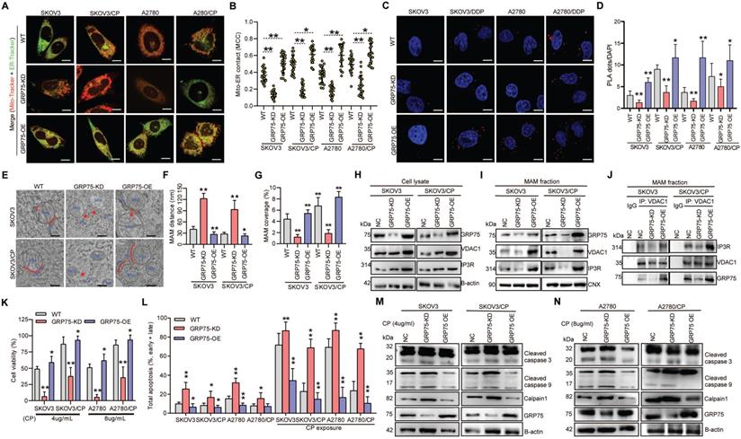 Int J Biol Sci Image