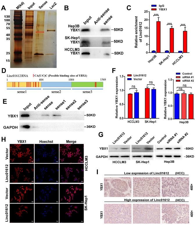 Int J Biol Sci Image