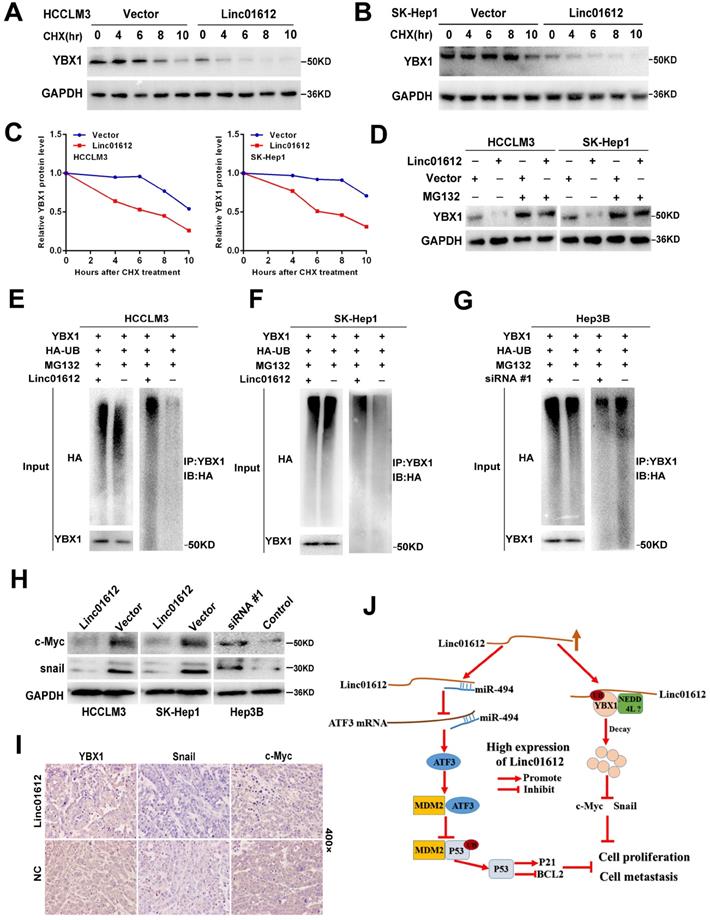 Int J Biol Sci Image