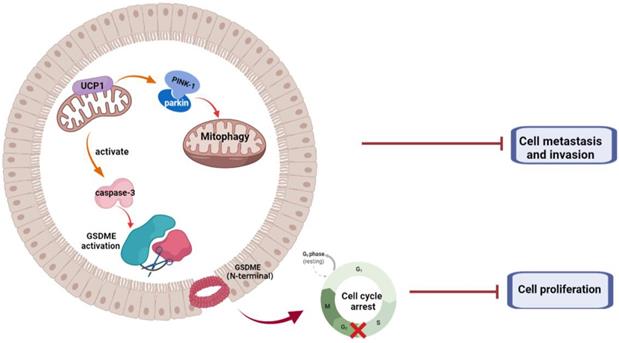 Int J Biol Sci Image