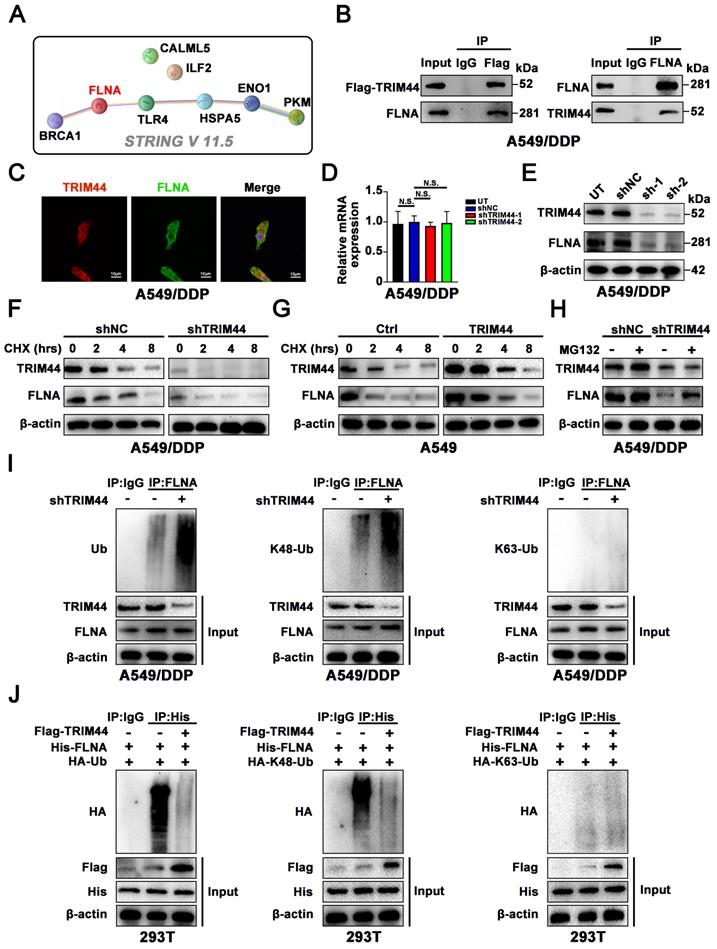 Int J Biol Sci Image