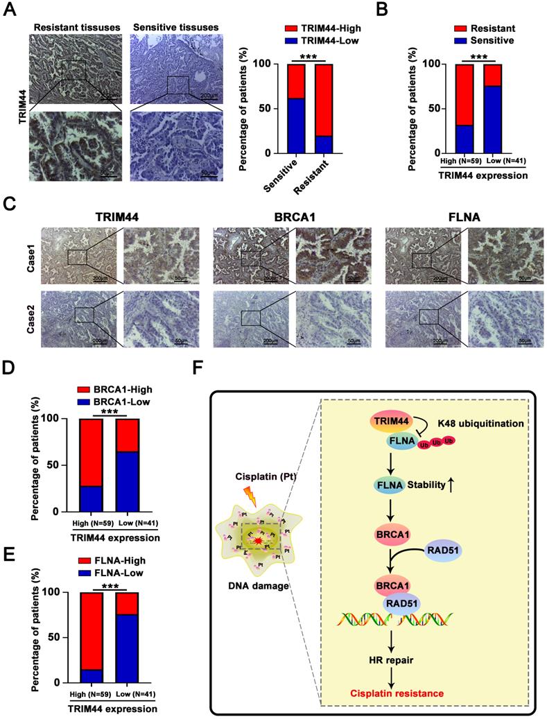 Int J Biol Sci Image