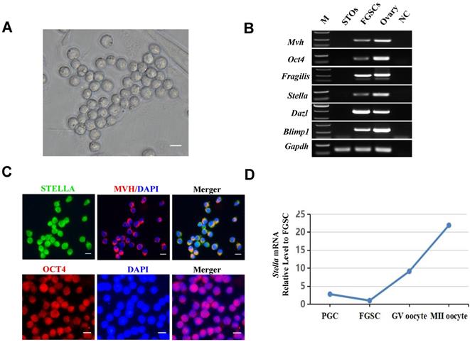 Int J Biol Sci Image