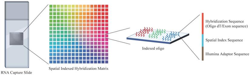 Int J Biol Sci Image