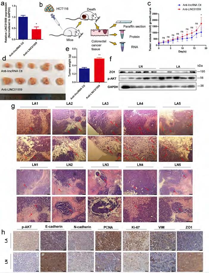 Int J Biol Sci Image