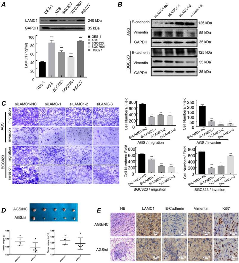 Int J Biol Sci Image