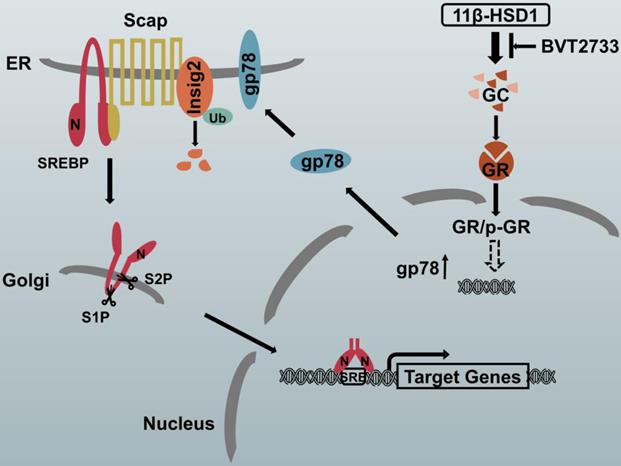 Int J Biol Sci Image