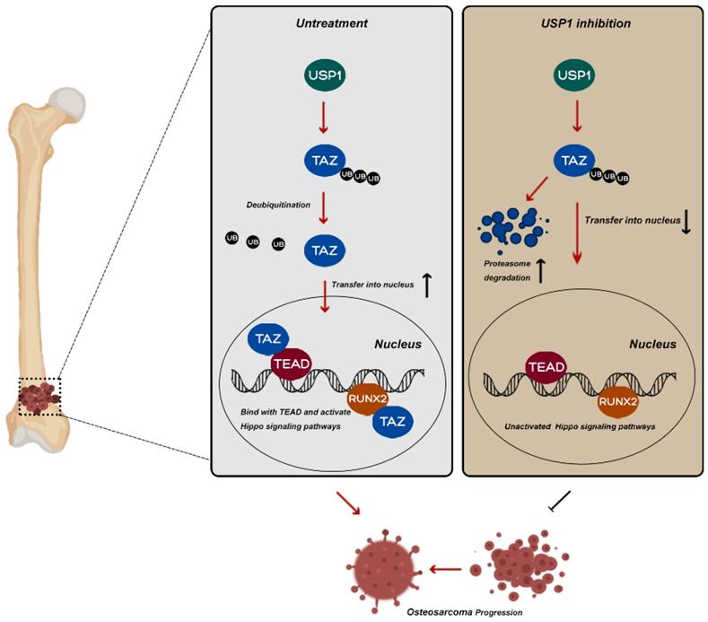 Int J Biol Sci Image