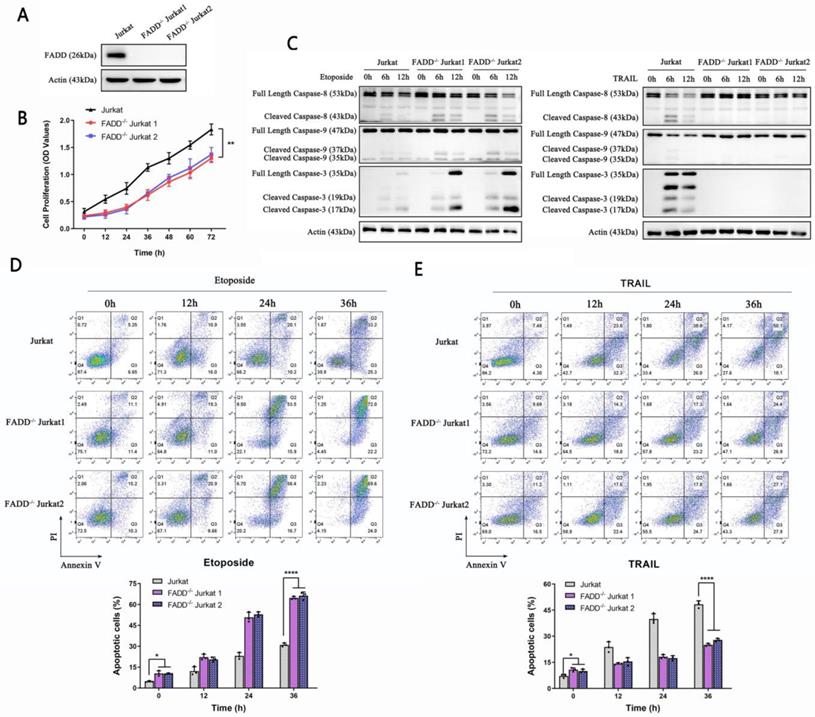 Int J Biol Sci Image