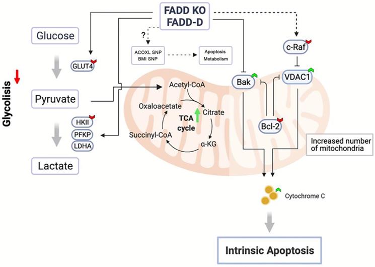 Int J Biol Sci Image