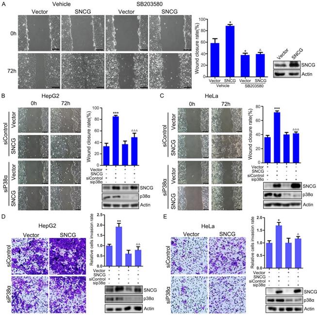 Int J Biol Sci Image