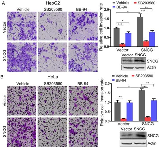 Int J Biol Sci Image