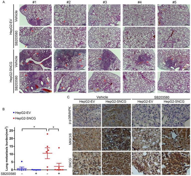 Int J Biol Sci Image