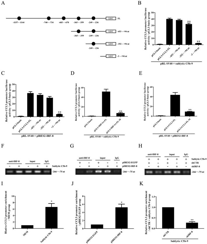 Int J Biol Sci Image