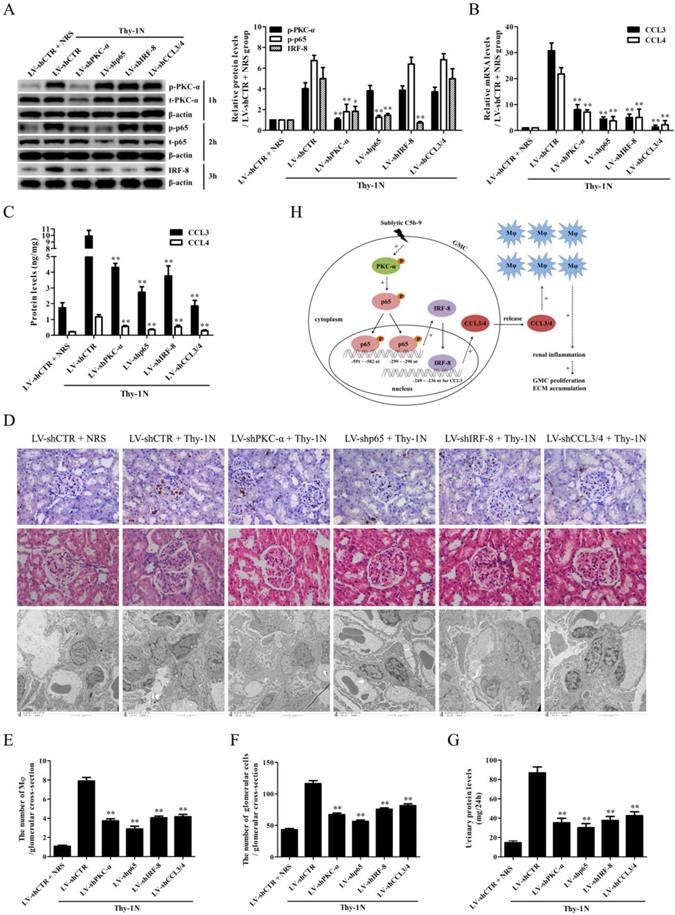 Int J Biol Sci Image