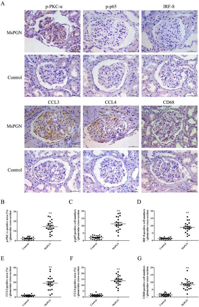 Int J Biol Sci Image