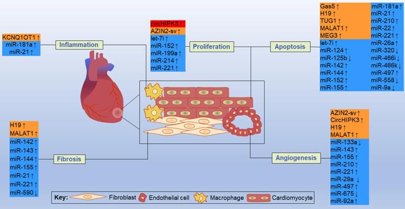 Int J Biol Sci Image