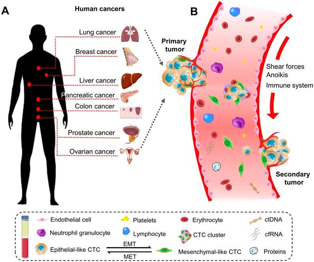 Int J Biol Sci Image