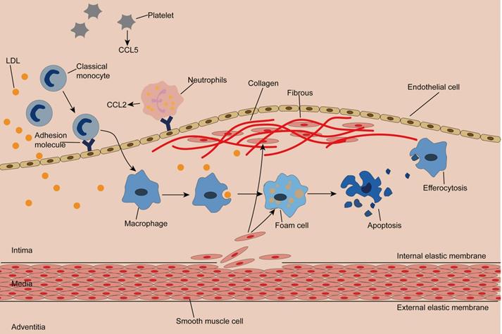 Int J Biol Sci Image