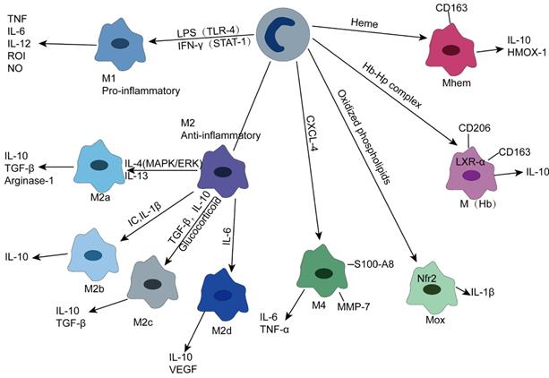 Int J Biol Sci Image