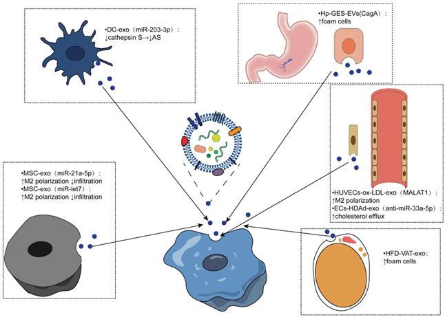 Int J Biol Sci Image