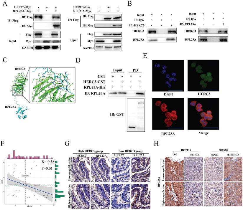 Int J Biol Sci Image