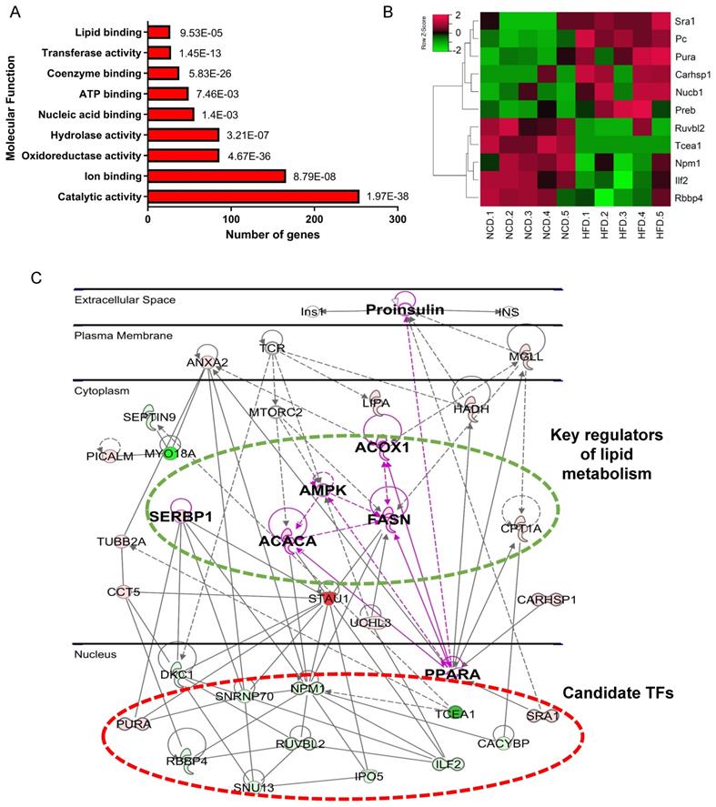 Int J Biol Sci Image