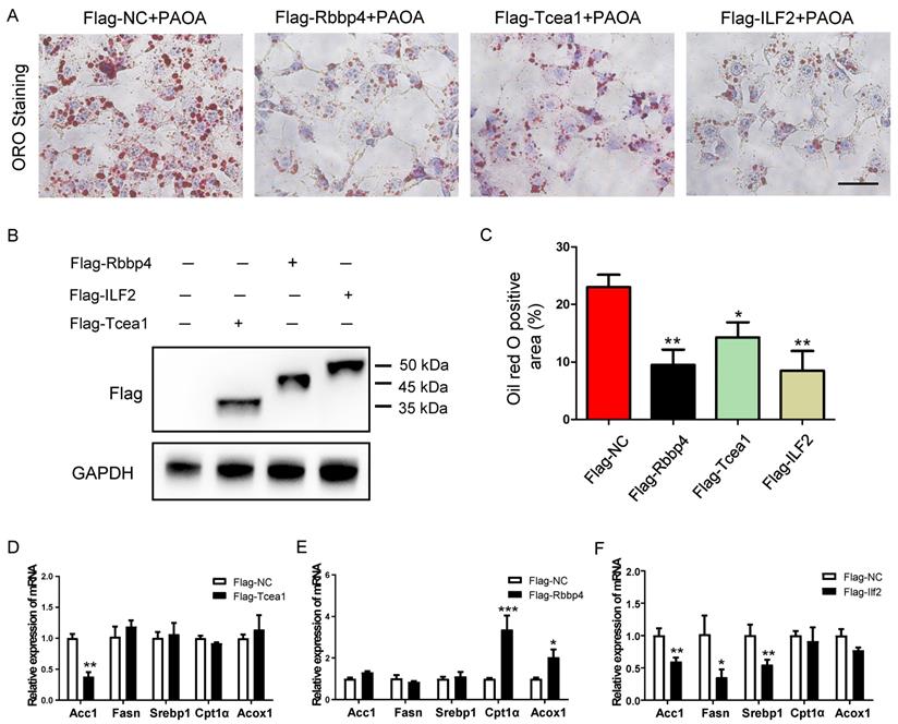 Int J Biol Sci Image