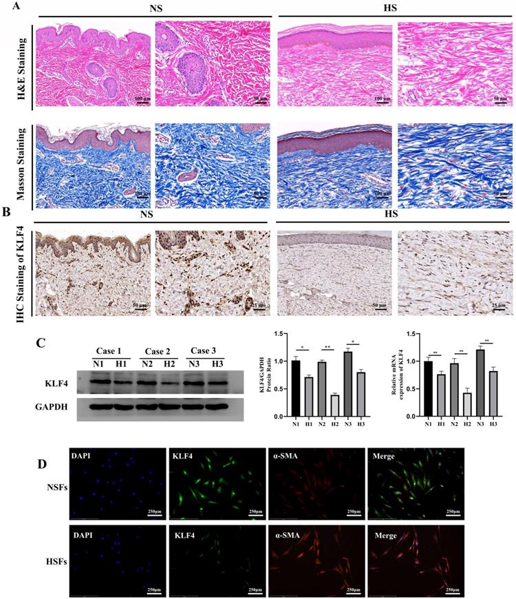 Int J Biol Sci Image