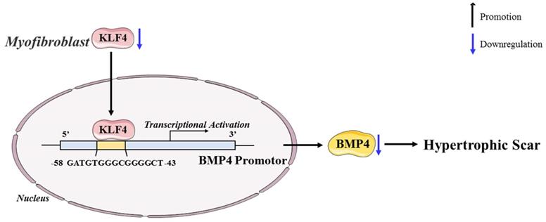 Int J Biol Sci Image