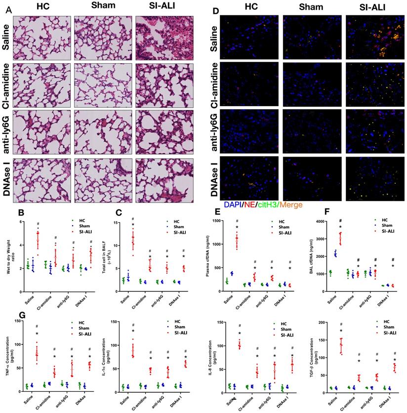 Int J Biol Sci Image