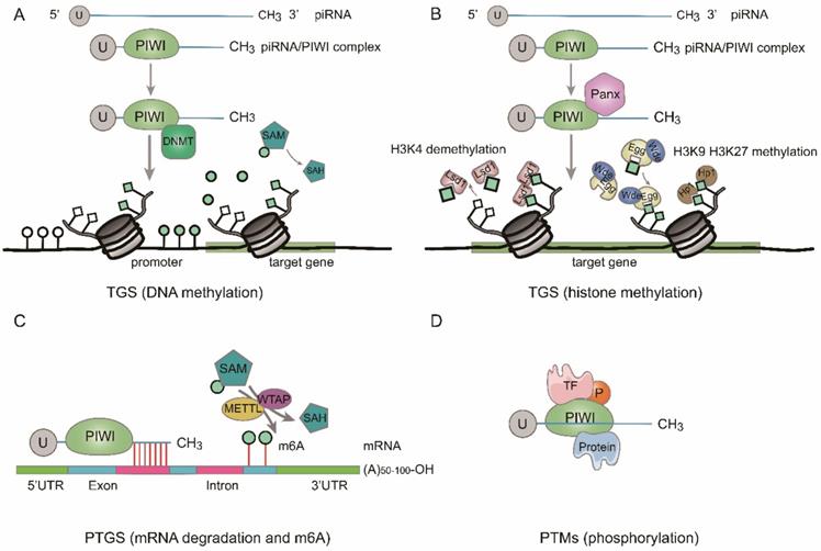 Int J Biol Sci Image