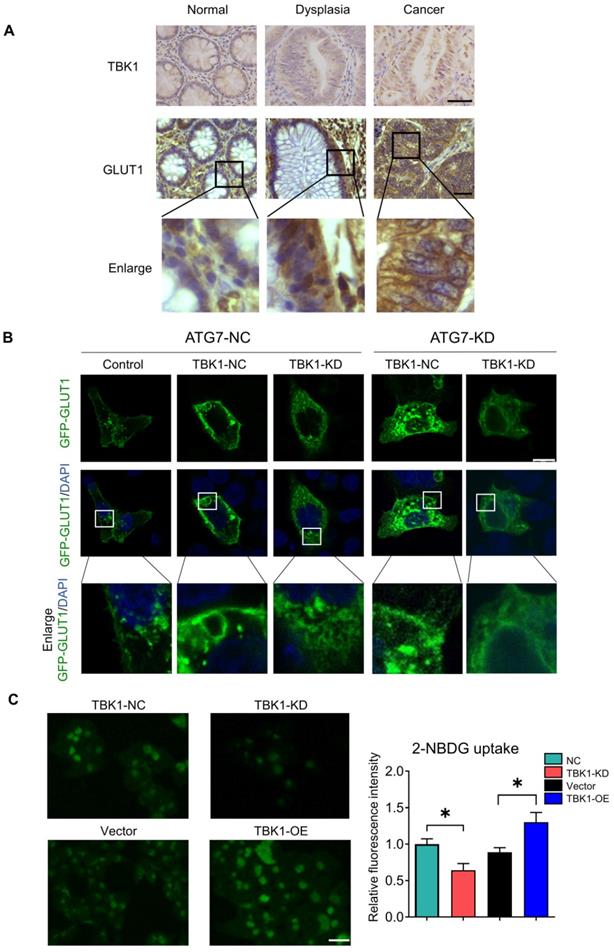 Int J Biol Sci Image