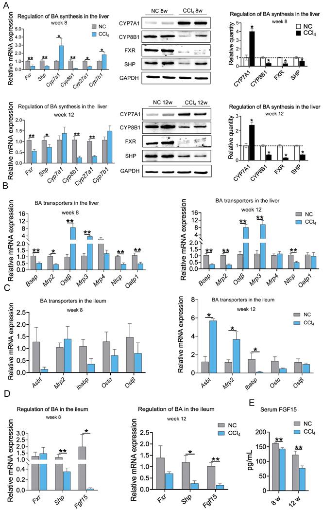 Int J Biol Sci Image