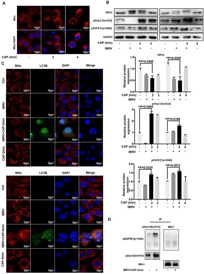 Int J Biol Sci Image