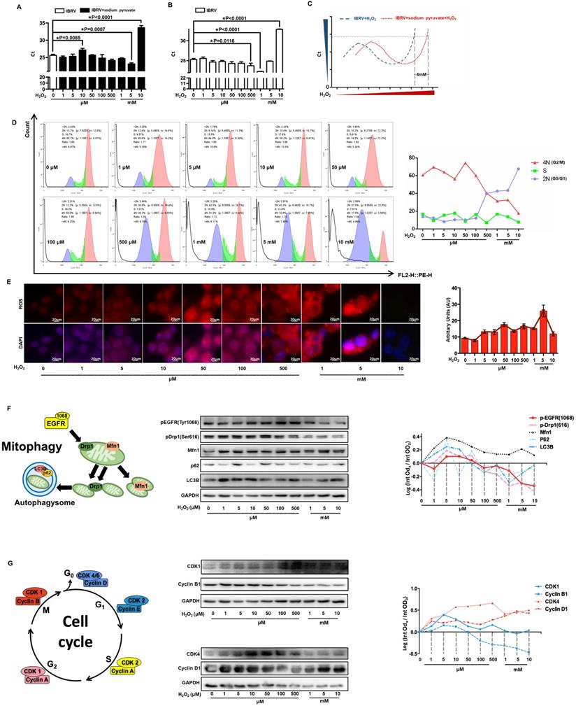 Int J Biol Sci Image