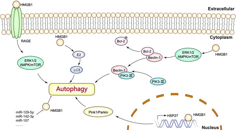 Int J Biol Sci Image