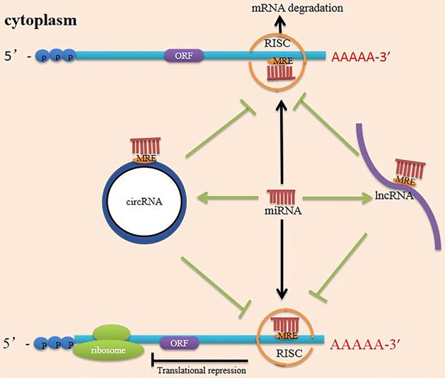 Int J Biol Sci Image